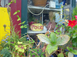 Poco-Schild aus Ton in einem Schaufenster mit vielen Pflanzen im Vordergrund