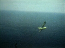 Filmstill von einer Möwe über dem Meer.