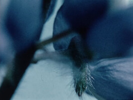 Filmstill von einer blauen Blume.