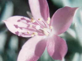 Filmstill von einer rosafarbenen Blume.