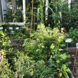 Gartenbeet 